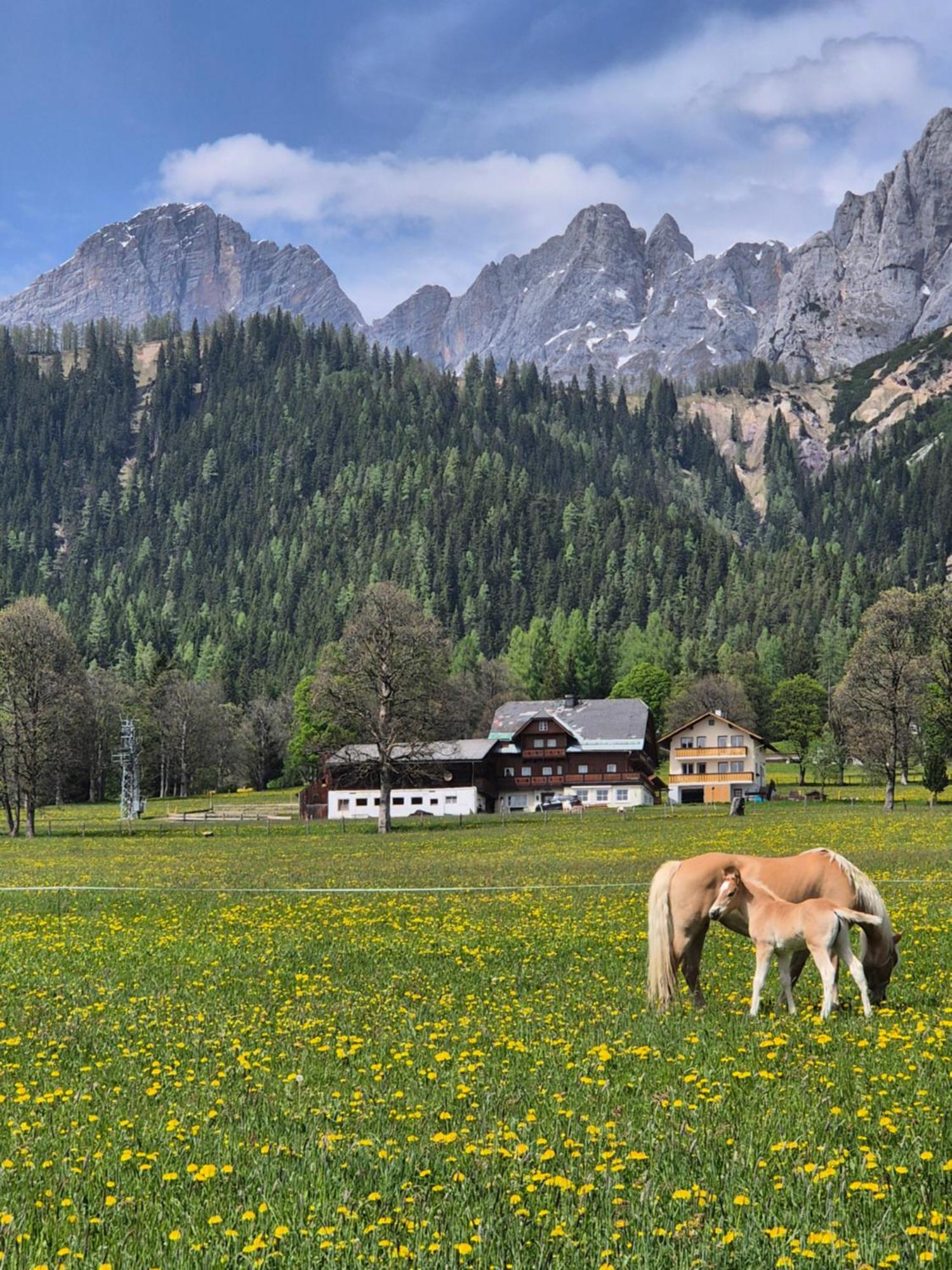 Family Appartment - Dachstein View Ramsau am Dachstein Exterior photo